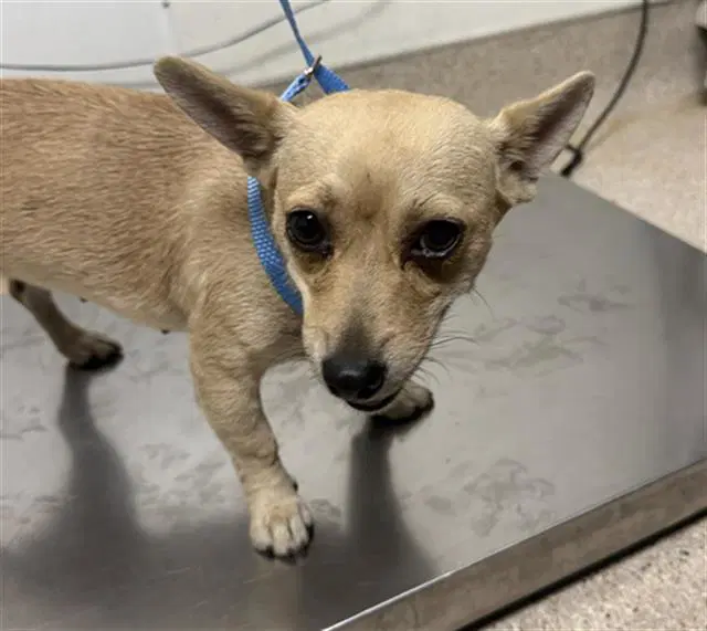 Khloe - Chihuahua