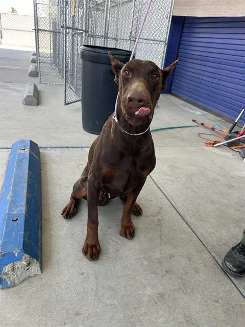 Luke - Doberman Pinscher