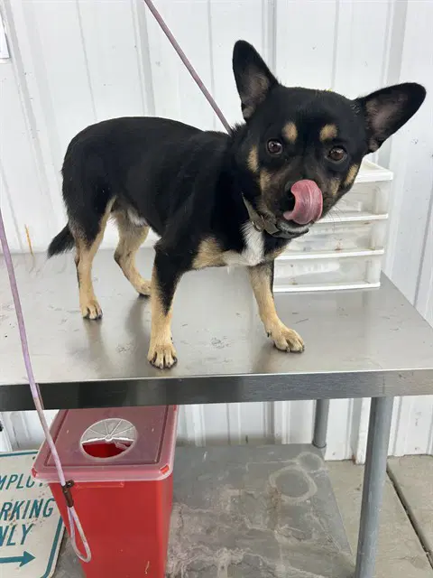 Bobert - Chihuahua