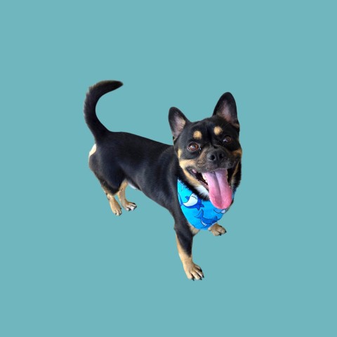 picture of the dog needing adoption