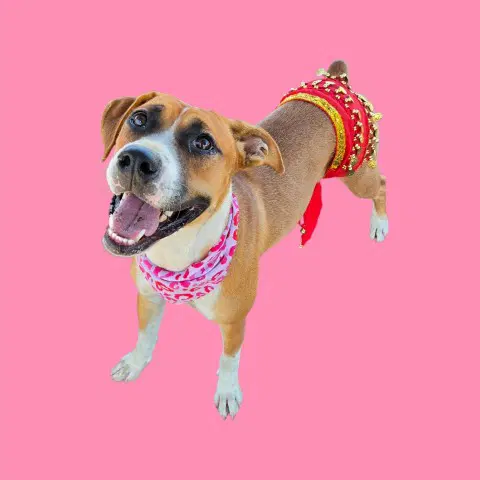 Shakira - Pit Bull Terrier