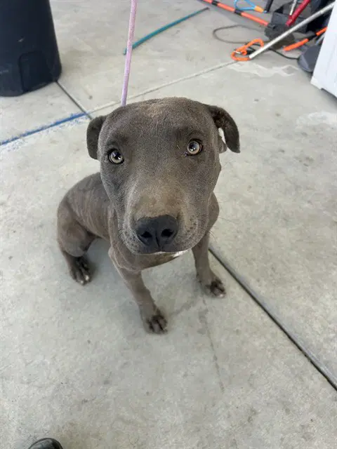 Draco - Pit Bull Terrier