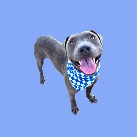 Draco - Pit Bull Terrier