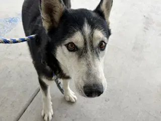 Justin - Husky