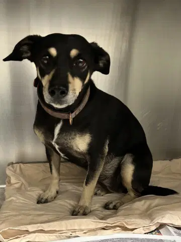 Tiffany - Chihuahua
