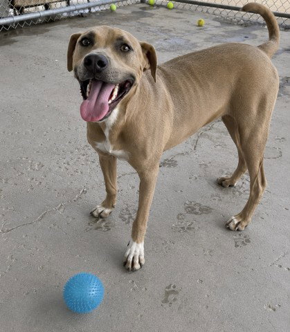 picture of the dog needing adoption