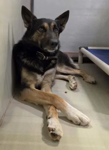Zing - German Shepherd Dog