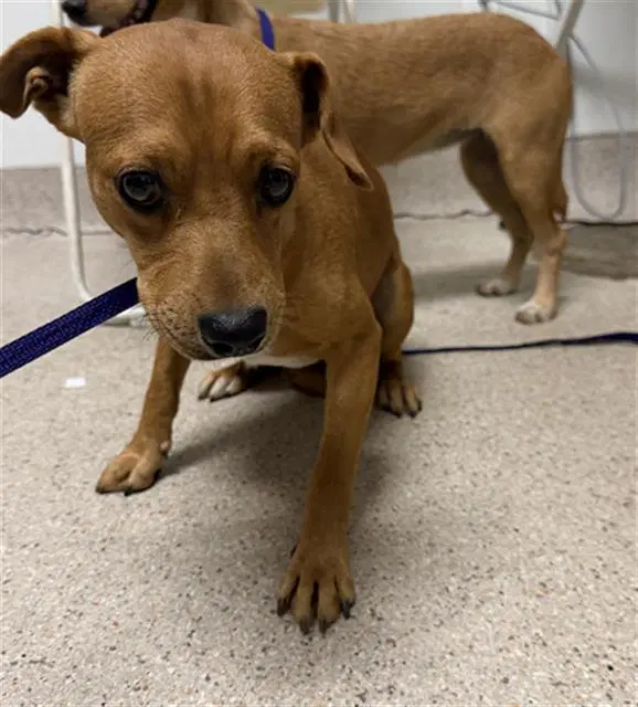 Peanut - Chihuahua