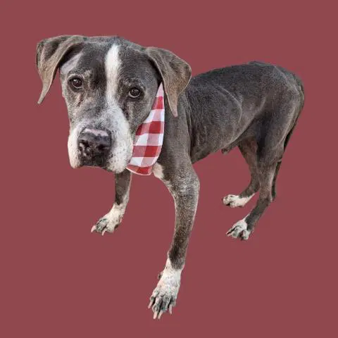 Heathcliff - Pit Bull Terrier