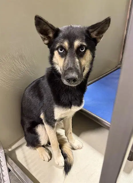 Deer - German Shepherd Dog