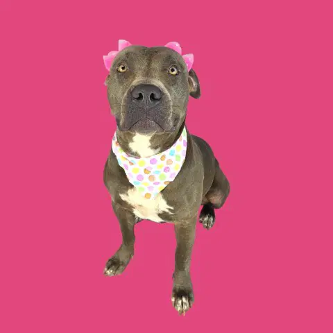 Sheila - Pit Bull Terrier