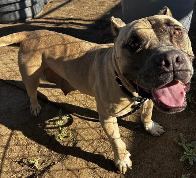 Naomi - Pit Bull Terrier