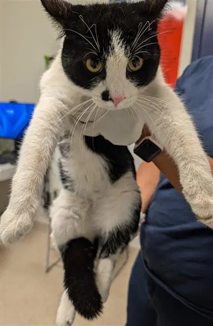 Waffles - Domestic Short Hair