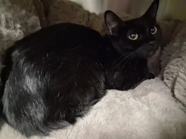 Aurora - Domestic Short Hair