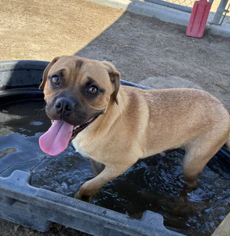 picture of the dog needing adoption