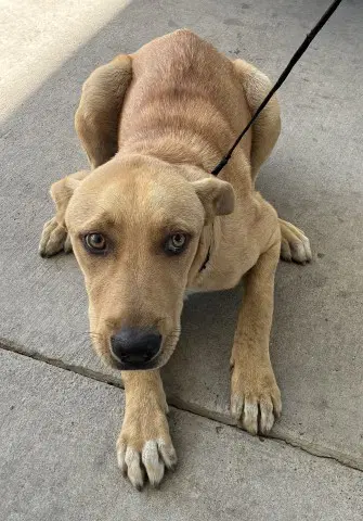 Thunder - Pit Bull Terrier