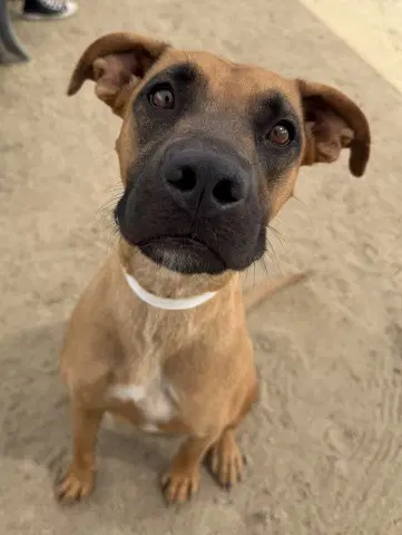 Whiskey - Boxer