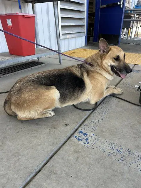 Veronica - German Shepherd Dog