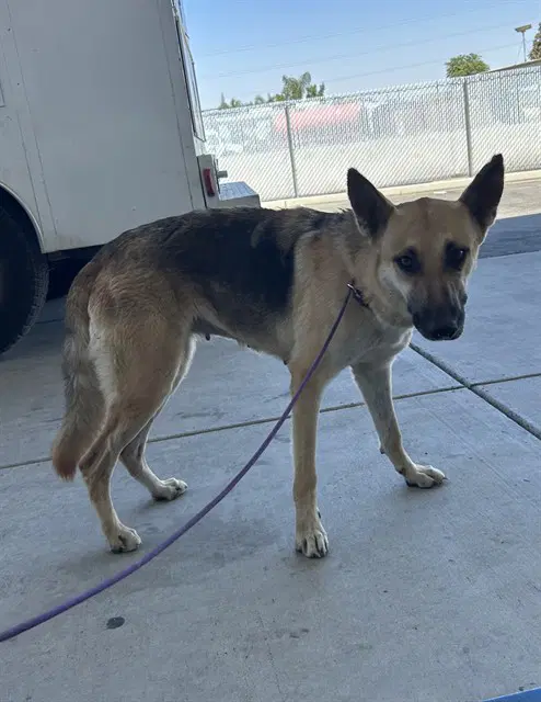 Valerie - German Shepherd Dog