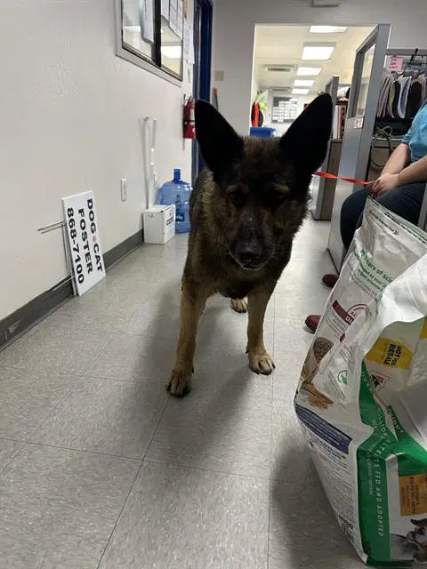 Tank - German Shepherd Dog