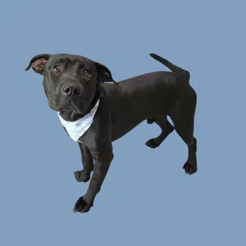 Murry - Pit Bull Terrier