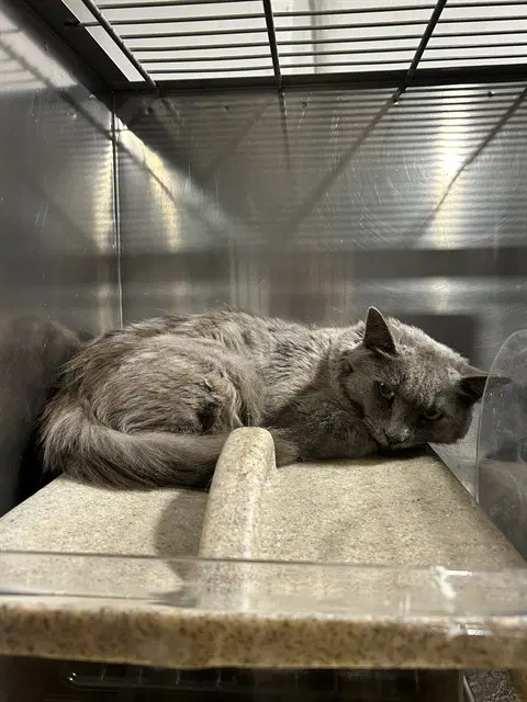 Lois - Domestic Medium Hair