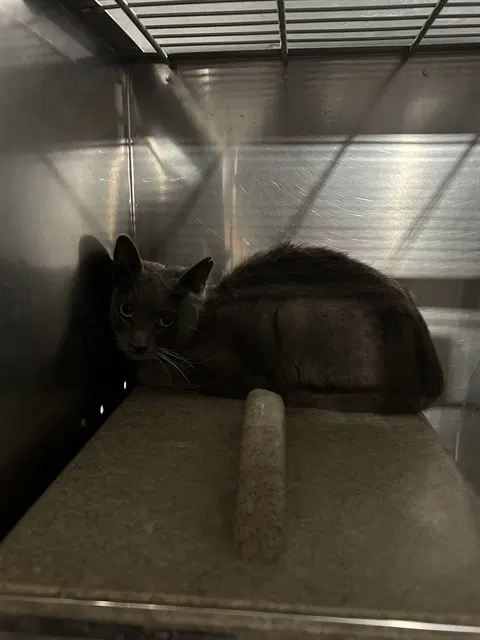 Jillian - Domestic Medium Hair