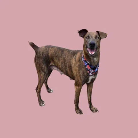 Momma - Doberman Pinscher