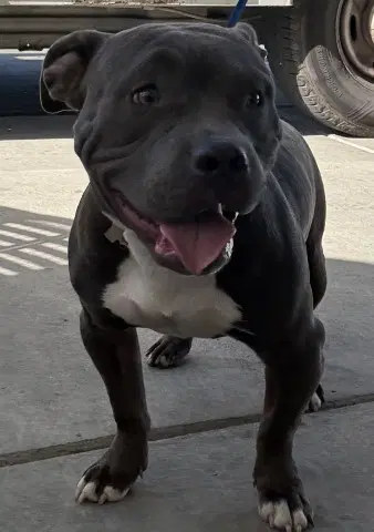Lil Baby - Pit Bull Terrier
