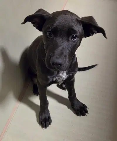 Andromeda - Pit Bull Terrier