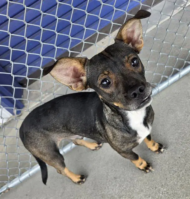 Teddy - Chihuahua