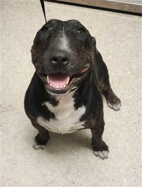 Rocky - Bull Terrier