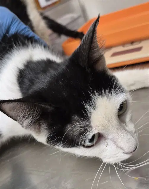 Unknown - Domestic Short Hair