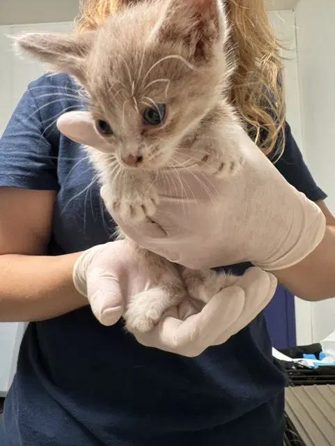 Demi - Domestic Short Hair