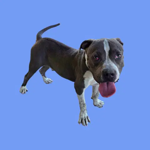 Spyro - Pit Bull Terrier