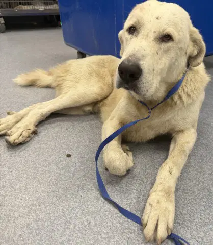 Cucumber - Great Pyrenees