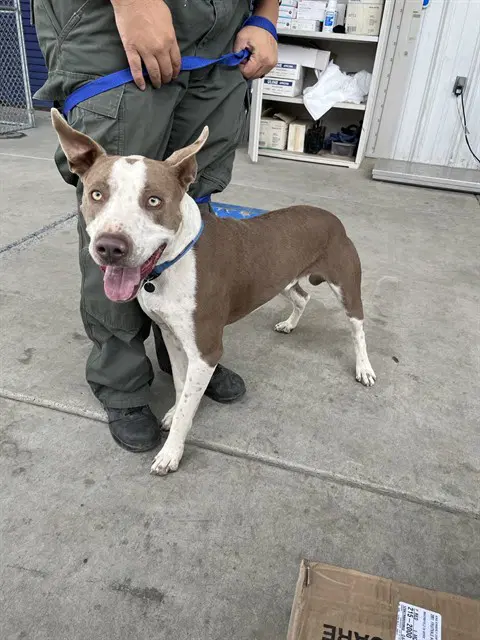Lettuce - Pit Bull Terrier