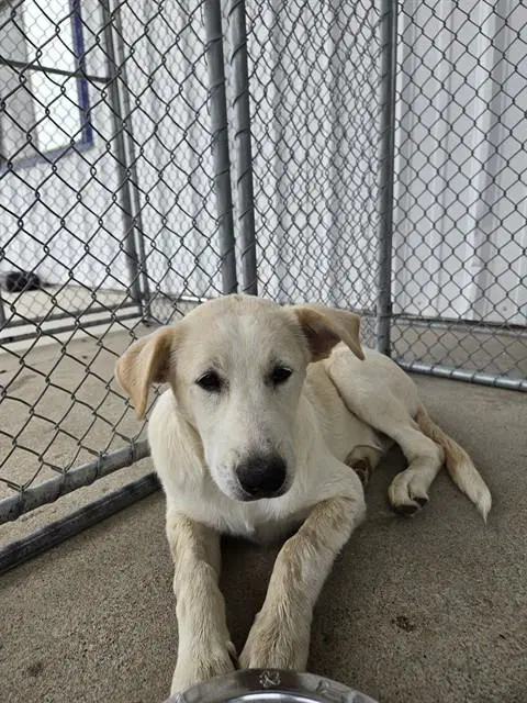 Dilly - Great Pyrenees