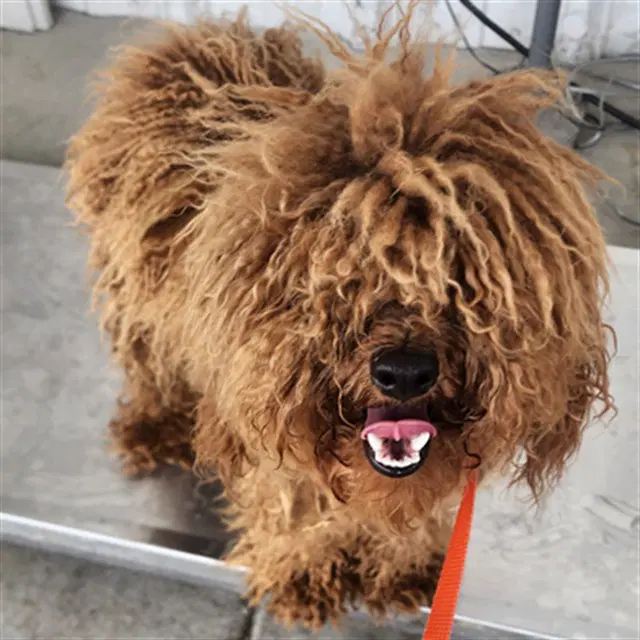 Wookie - Lhasa Apso