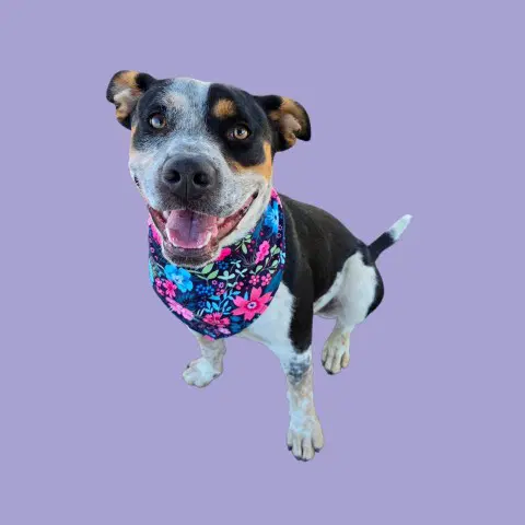 Cleo - Queensland Heeler