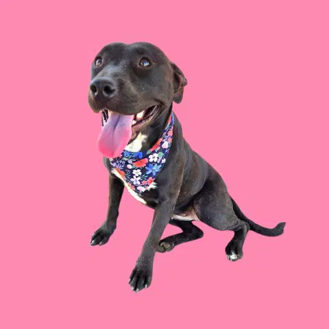 Princess Luna - Pit Bull Terrier