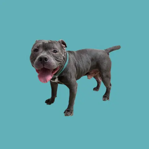 Muchkin - Pit Bull Terrier