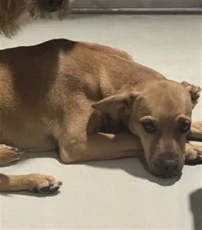 Chesnut - Chihuahua