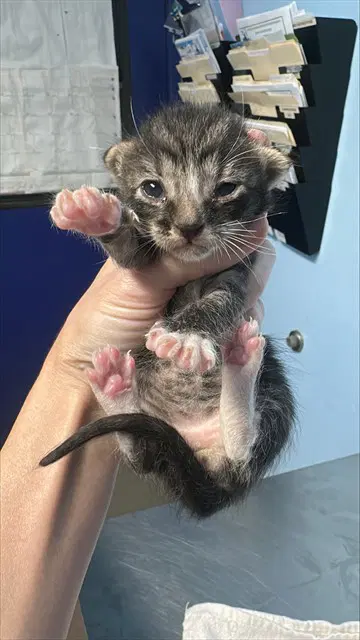 Unknown - Domestic Short Hair