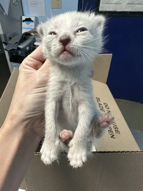 Unknown - Domestic Short Hair