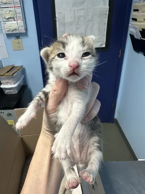 Unknown - Domestic Short Hair