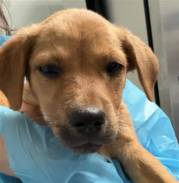 Goldie - Labrador Retriever
