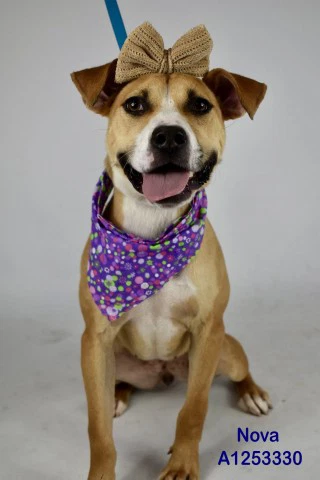 Nova