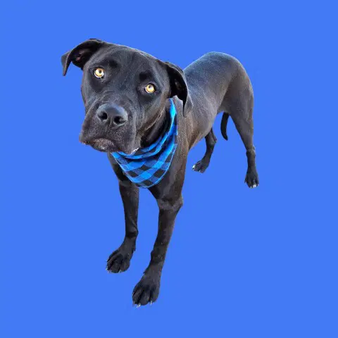 Panther - Labrador Retriever