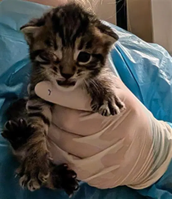 Tiger Kit image 1